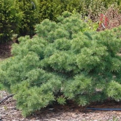 Сосна Веймутова Блю Шег (Pinus strobus Blue Shag) - Экспосад в Селятино