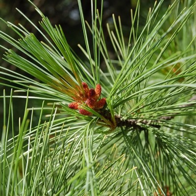 Сосна кедровая европейская (Pinus cembra) - Экспосад в Селятино