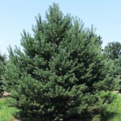 Сосна обыкновенная тип Норвежский (Pinus silvestris Typ Norwegen) - Экспосад в Селятино