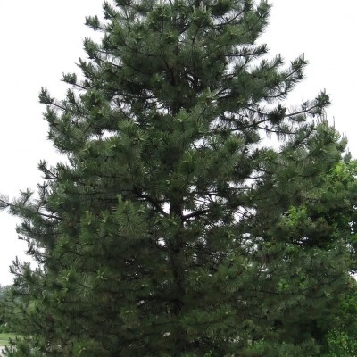 Сосна черная (Pinus nigra) - Экспосад в Селятино