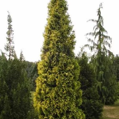 Туя западная Ауресценс (Thuja occidentalis Aurescens) - Экспосад в Селятино