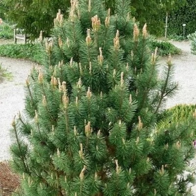 Сосна горная Колумнарис (Pinus mugo Columnaris) - Экспосад в Селятино