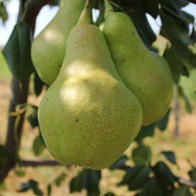 Ноябрьская (Ксения)