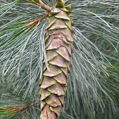 Сосна Веймутова (Pinus strobus) - Экспосад в Селятино