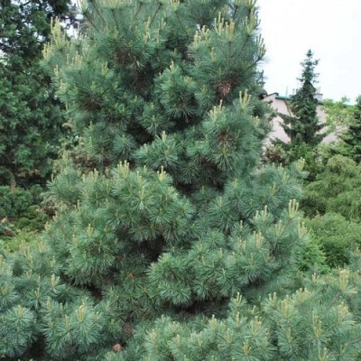 Сосна Веймутова Радиата (Pinus strobus Radiata) - Экспосад в Селятино