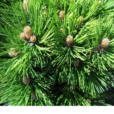 Сосна Гельдрейха (Pinus heldreichii) - Экспосад в Селятино
