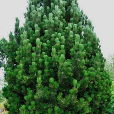 Сосна Гельдрейха Компакт Джем (Pinus heldreichii Compact Gem) - Экспосад в Селятино