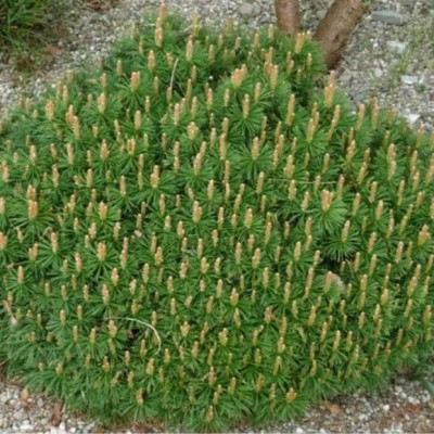 Сосна горная Бенджамин (Pinus mugo Benjamin) - Экспосад в Селятино