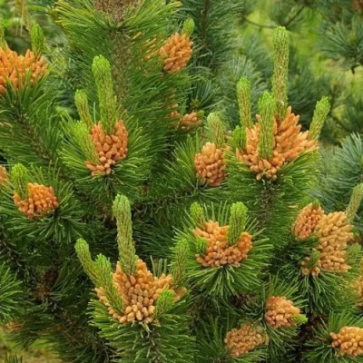 Сосна горная Орандж Сан (Pinus mugo Orange Sun) - Экспосад в Селятино