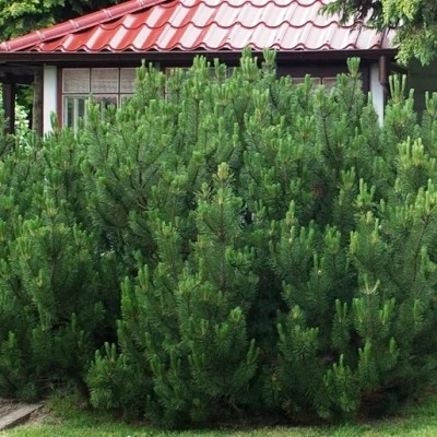 Сосна горная Мугус (Pinus mugo Mugo) - Экспосад в Селятино