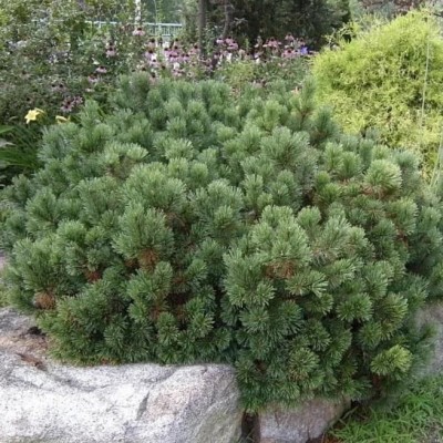 Сосна горная Пумилио (Pinus mugo Pumilio) - Экспосад в Селятино