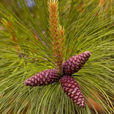 Сосна желтая (Pinus ponderosa) - Экспосад в Селятино