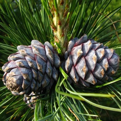 Сосна кедровая сибирская (Pinus sibirica) - Экспосад в Селятино