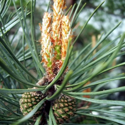 Сосна обыкновенная (Pinus silvestris) - Экспосад в Селятино