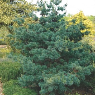 Сосна парвифлора (мелкоцветковая) Негиши (Pinus parviflora Negishi) - Экспосад в Селятино