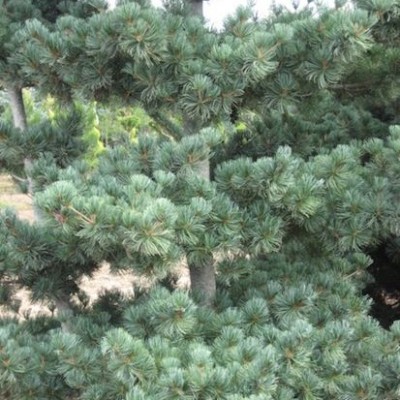 Сосна парвифлора (мелкоцветковая) Темпельхоф (Pinus parviflora Tempelhof) - Экспосад в Селятино
