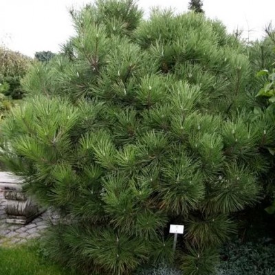 Сосна черная Нана (Pinus nigra Nana) - Экспосад в Селятино
