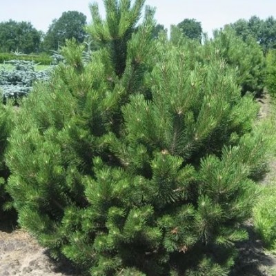 Сосна черная австрийская (Pinus nigra Austriaca) - Экспосад в Селятино