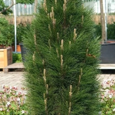 Сосна черная Грин Тауэр (Pinus nigra Green Tower) - Экспосад в Селятино