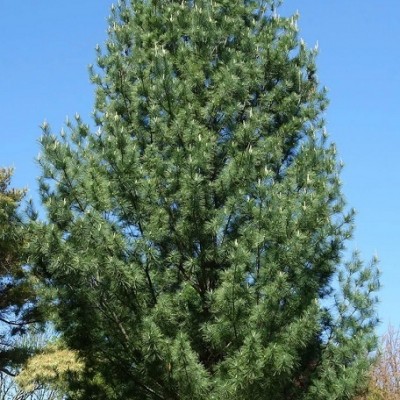Сосна Веймутова Фастигиата (Pinus strobus Fastigiata) - Экспосад в Селятино