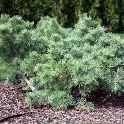 Сосна Веймутова Макопин (Pinus strobus Macopin) - Экспосад в Селятино