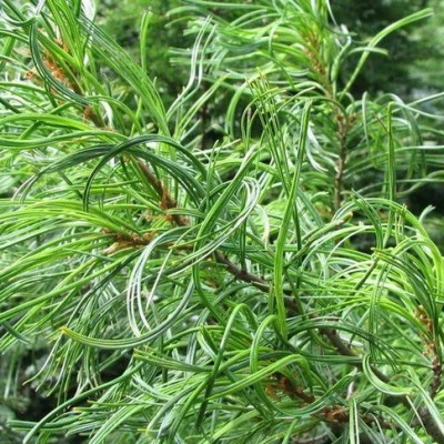 Сосна Веймутова Торулоза (Pinus strobus Torulosa) - Экспосад в Селятино