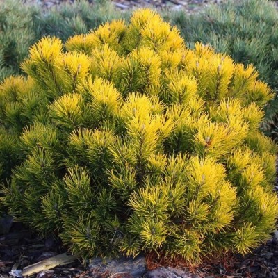 Сосна горная Децембер Голд (Pinus mugo Dezember Gold) - Экспосад в Селятино