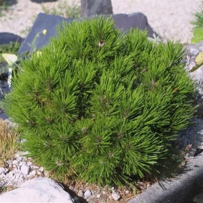 Сосна Гельдрейха Шмидти (Pinus heldreichii Smidtii) - Экспосад в Селятино