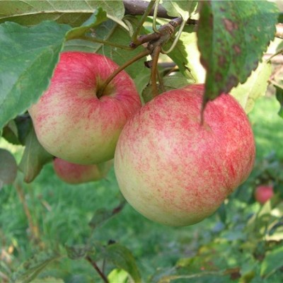 яблоня Красавица сада - Экспосад в Селятино