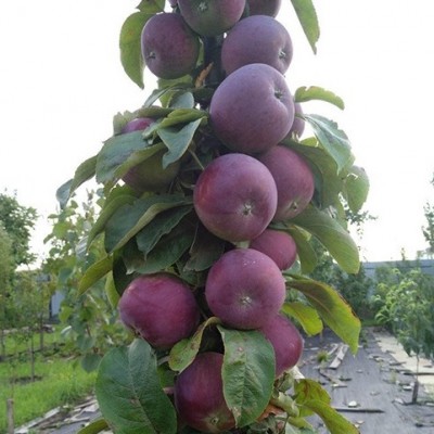 Яблоня колонновидная Джин - Экспосад в Селятино