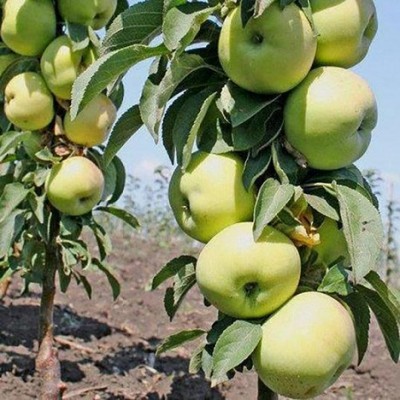 Яблоня колонновидная Зеленый шум - Экспосад в Селятино
